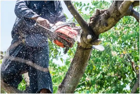 tree services Brookings